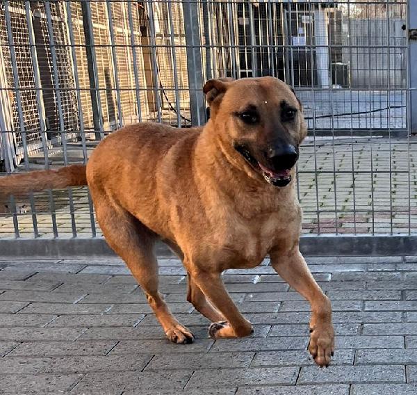 ARGO SPERA SEMPRE IN UNA BELLA ADOZIONE Foto 10
